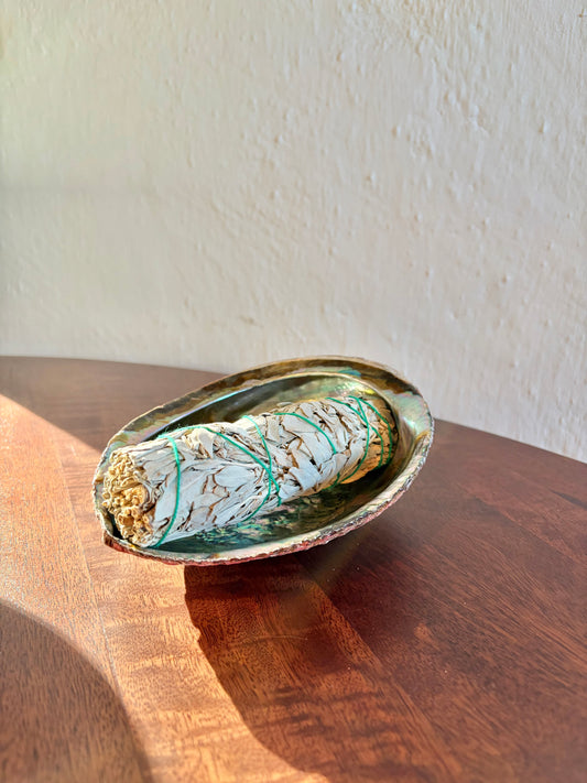 Stor Abalone snäcka med Salvia rökelse/ medium