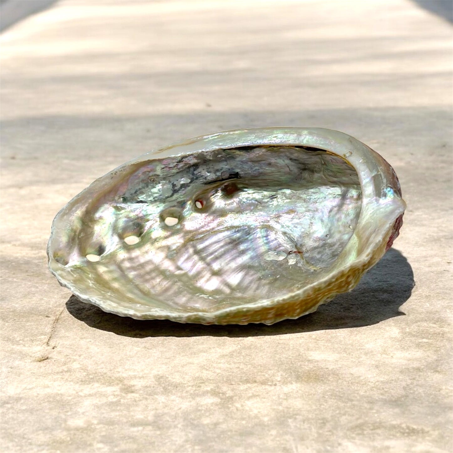 Abaloneskal, snäcka  söt mindre modell