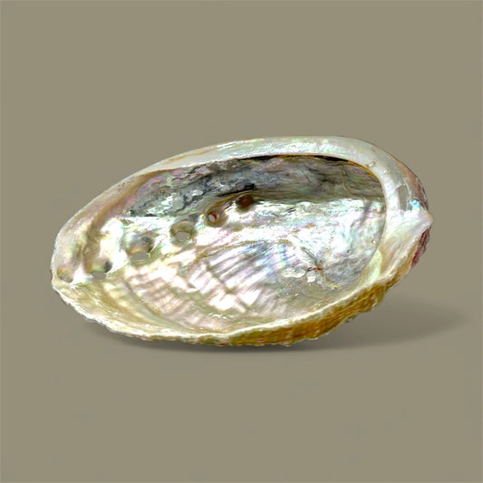 Abaloneskal, snäcka  söt mindre modell